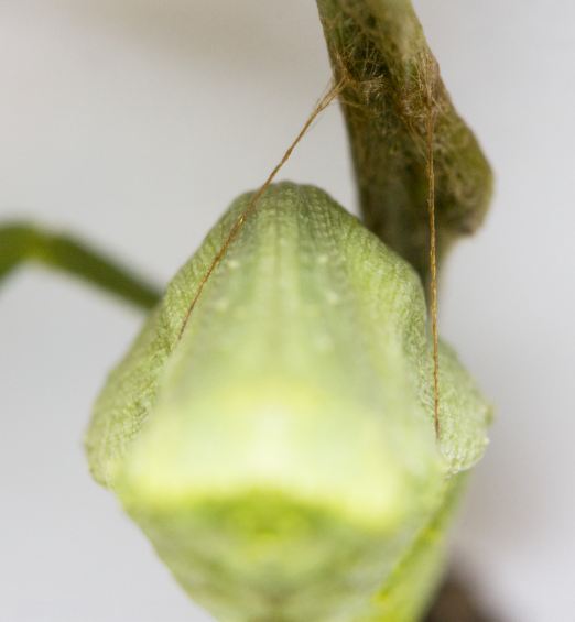 pdm pupa top.JPG