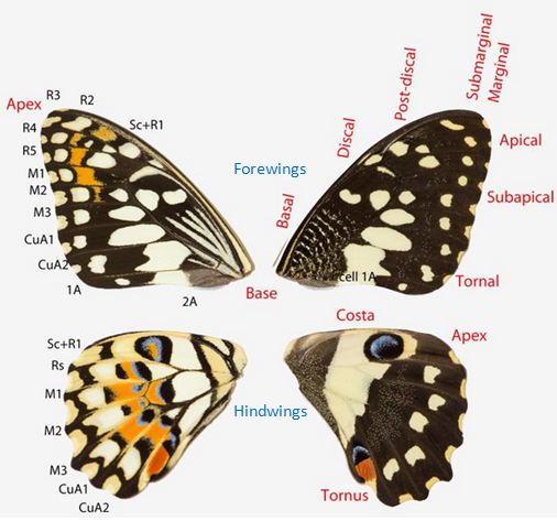 pdm wing anatomy new.JPG