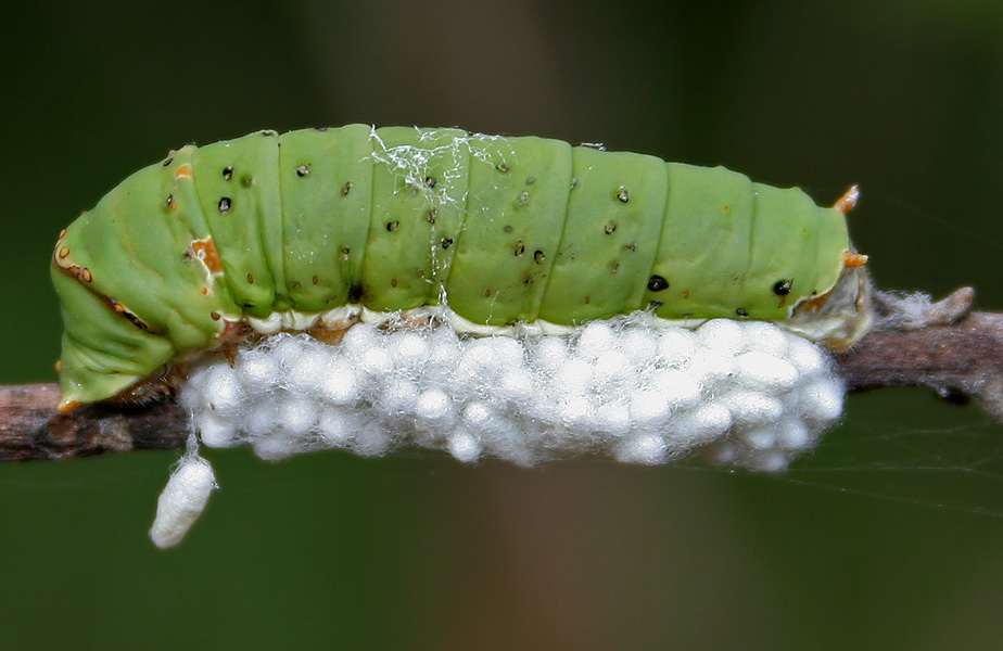 pdm_braconid_parasitoid.jpg