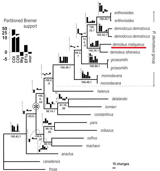 pdm_cladogram.JPG