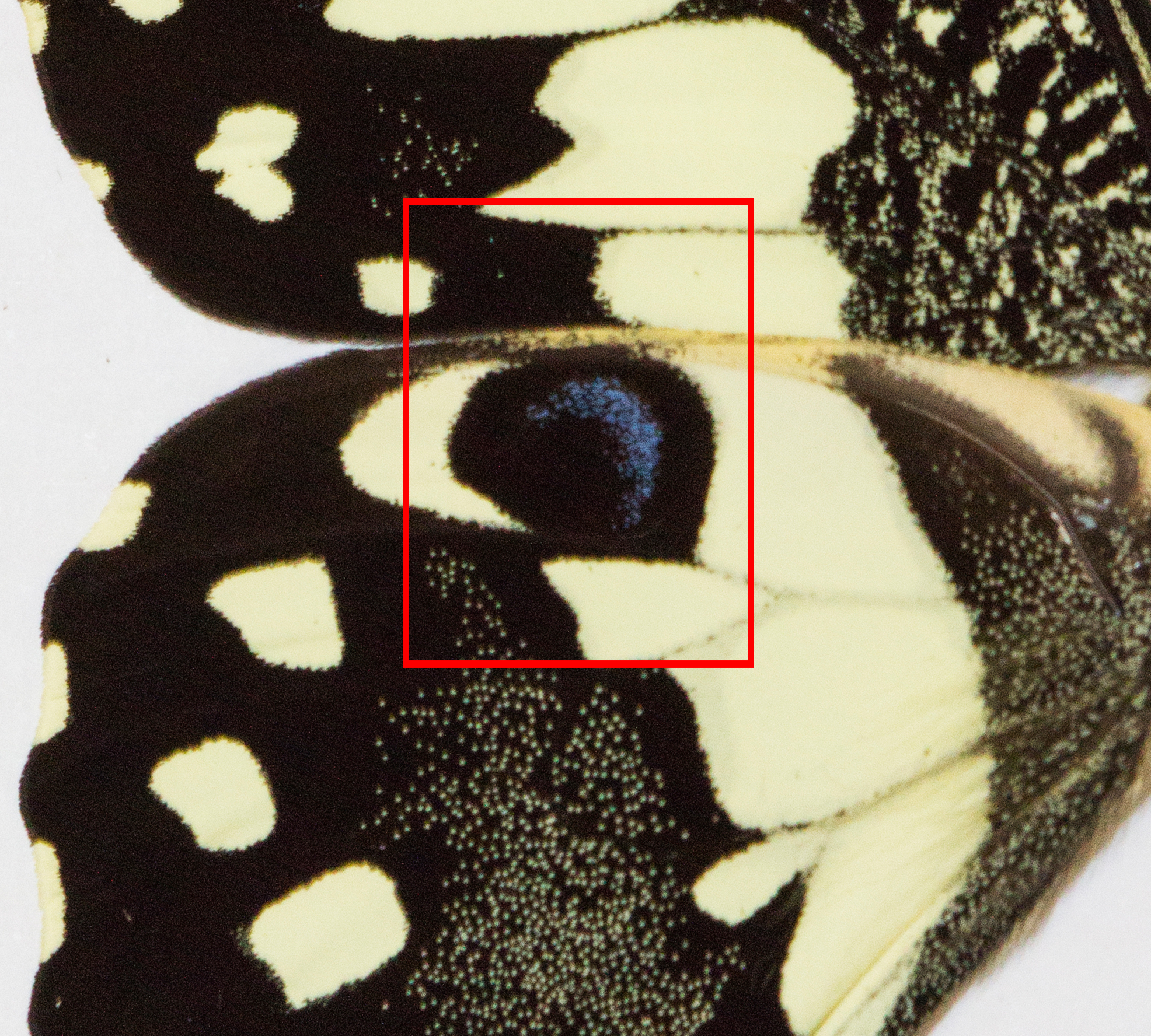 pdm_d_2anterior eyespot.jpg