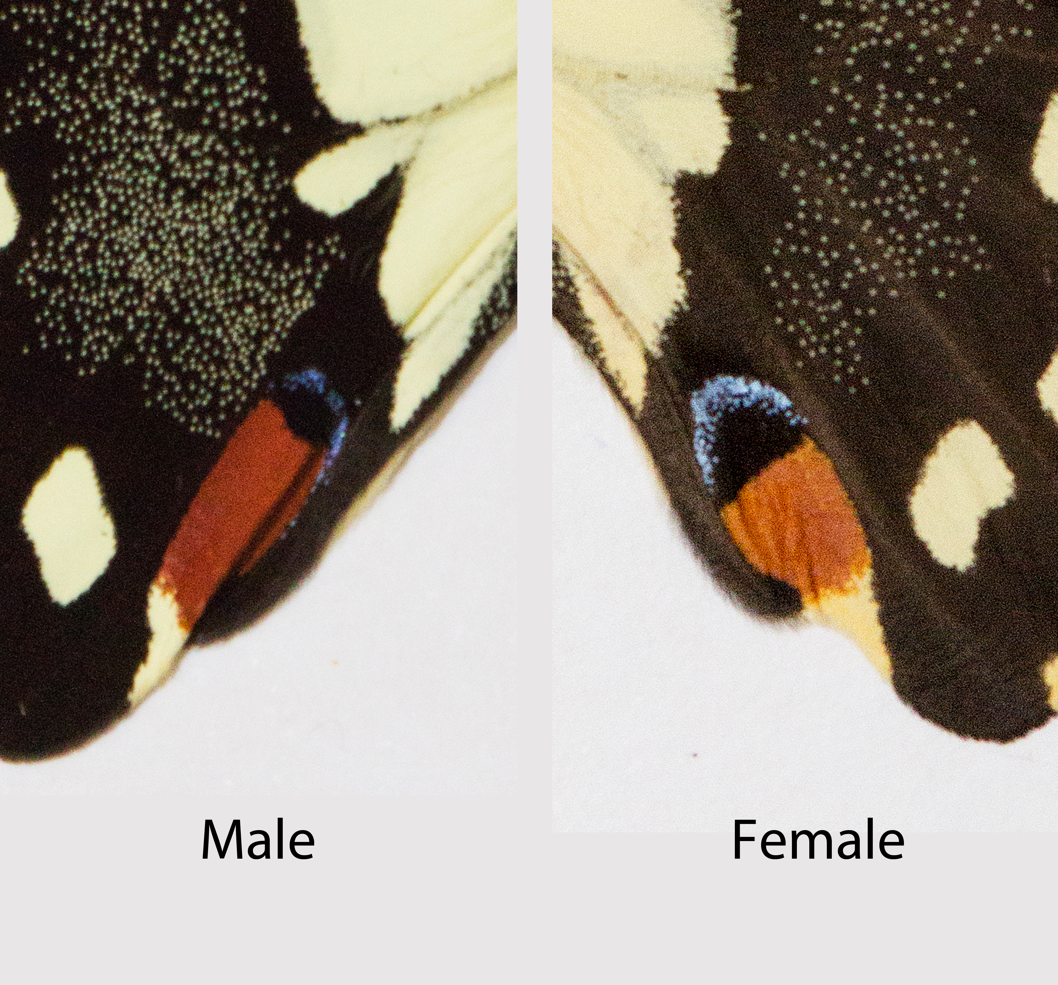 pdm_d_7male and female eyespot.jpg