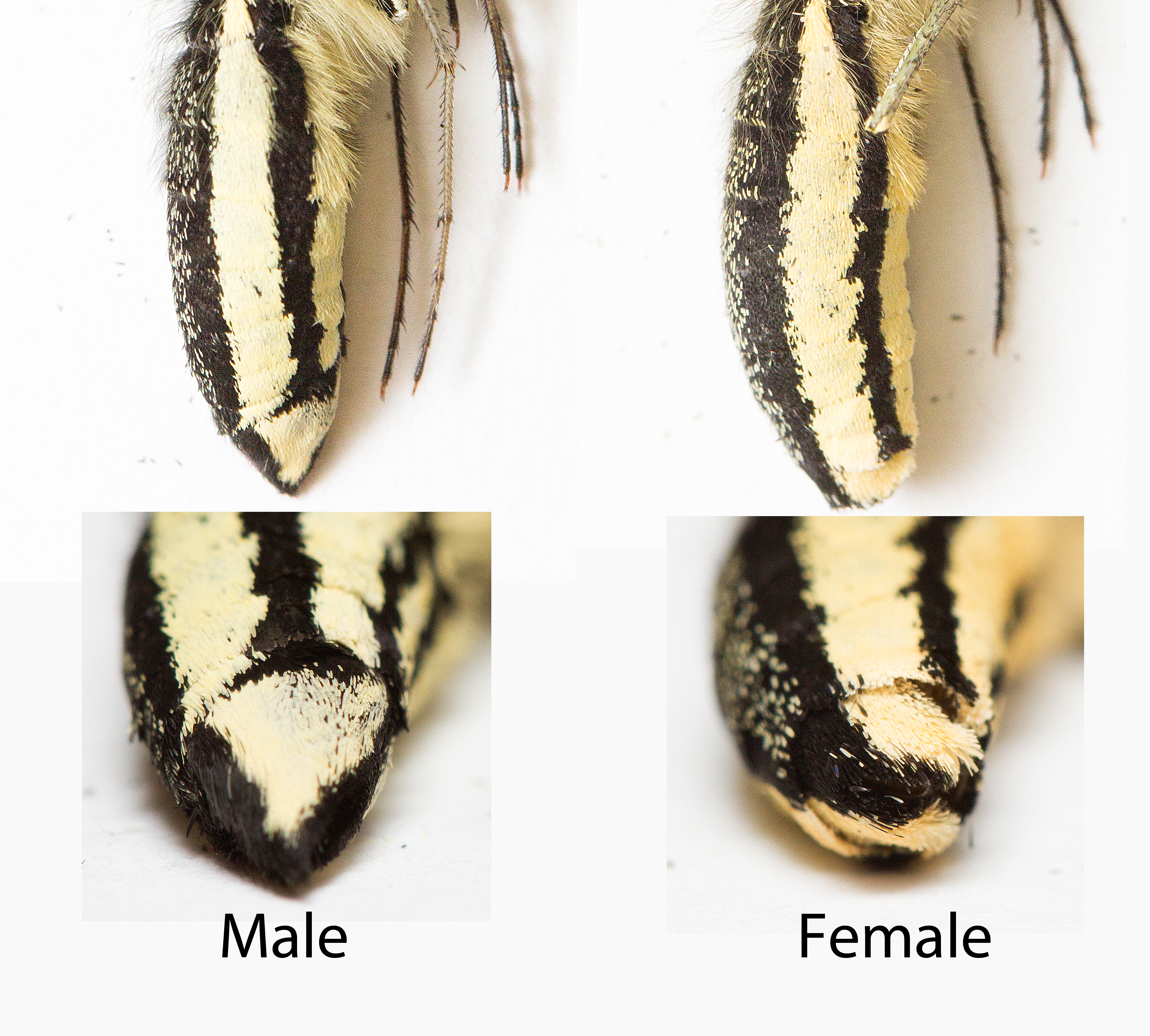 pdm_d_9male and female ventral hindwing.jpg