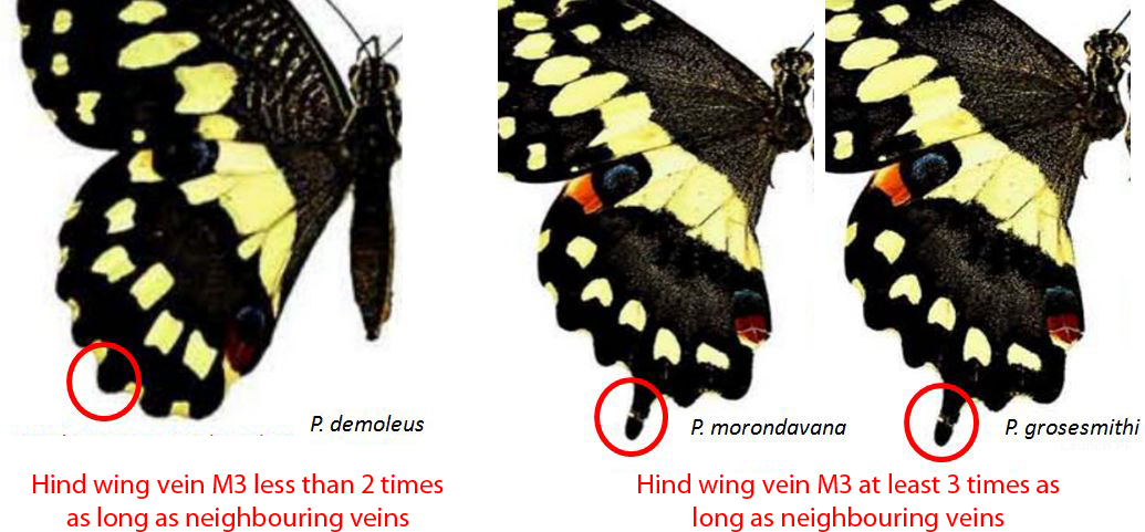 pdm_diagnosis_1.jpg
