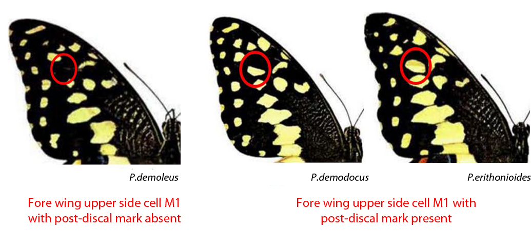 pdm_diagnosis_2.jpg