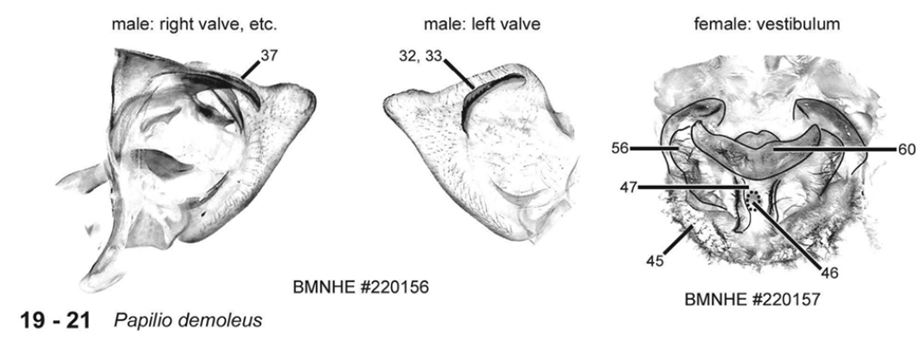 pdm_genitalia.JPG