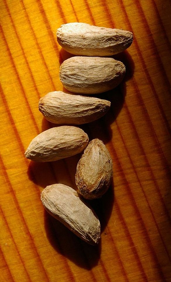 pdm_neem seeds.JPG