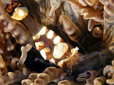 periclimenesbrevicarpalis7.jpg