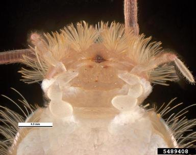 pests and dieseases library Grey silverfish.jpg pests and dieseases library Grey silverfish.jpg