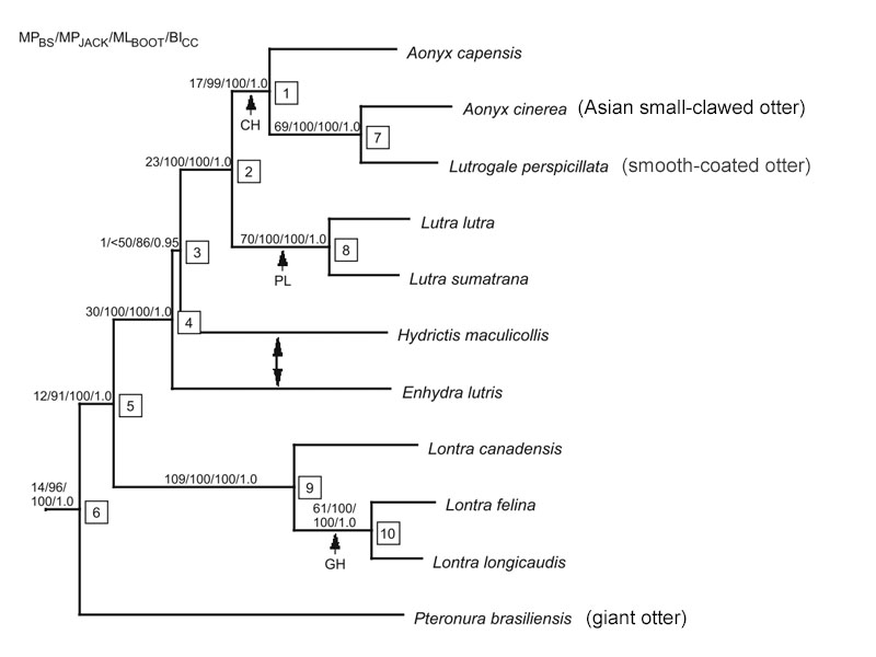 phylogeny.jpg