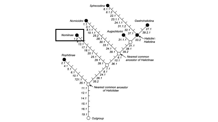phylogenytree.jpg