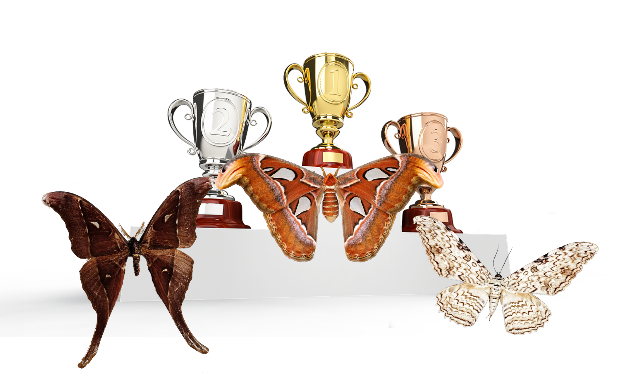 podium 22.png podium 22.png