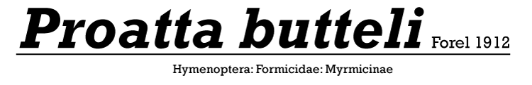 proatta-butteli.gif