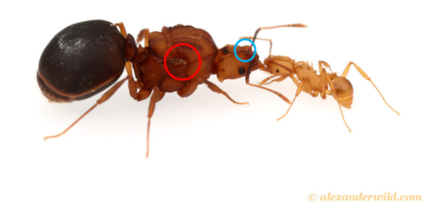 proatta_butteli(10).png