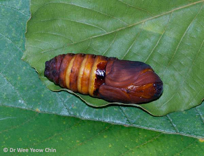 pupa.jpg