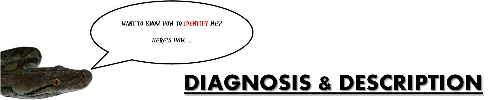 python_-_diagnosis.jpg