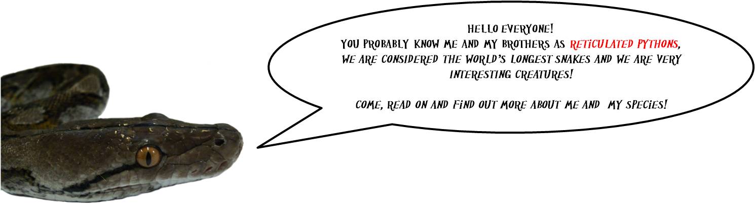 python_-_introduction.jpg