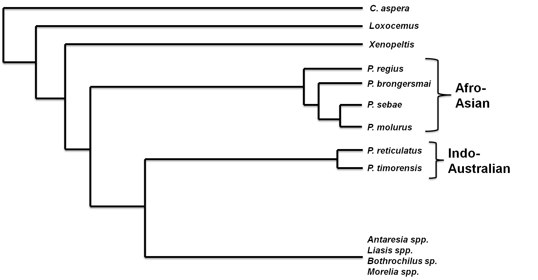 python_-_phylo_tree_edited.png