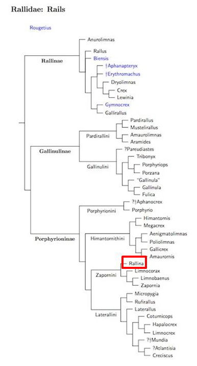 rallidae tree 2.jpg