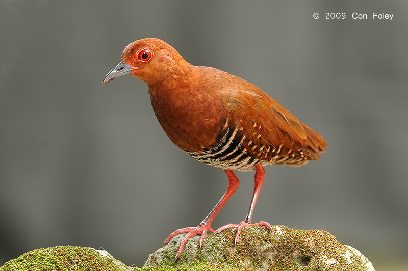 red-legged crake dp.jpg