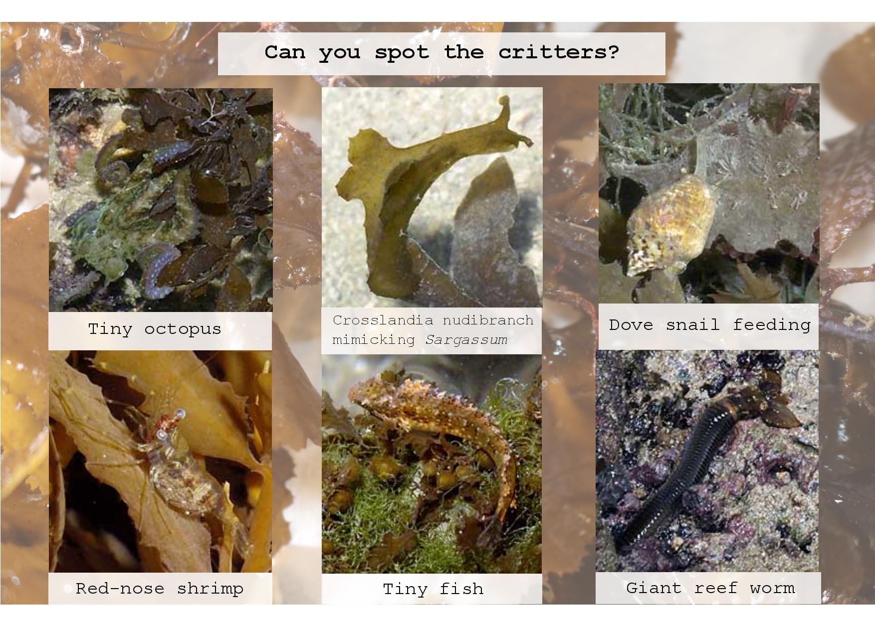 sargassum fauna-page-001.jpg sargassum fauna-page-001.jpg