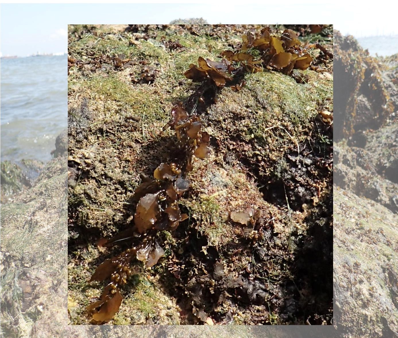 sargcover-page-001.jpg sargcover-page-001.jpg