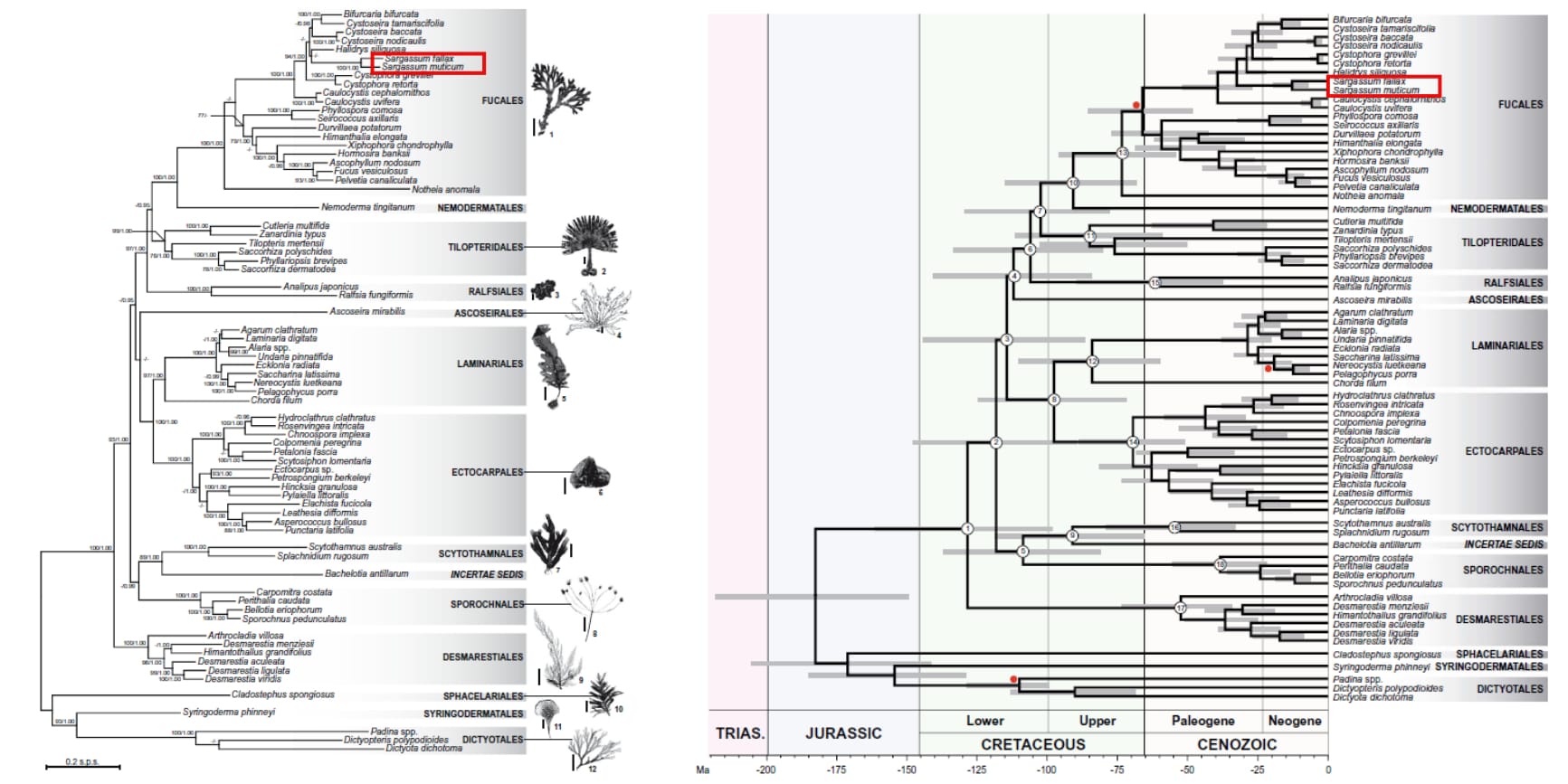 sargorgin-1.jpg sargorgin-1.jpg