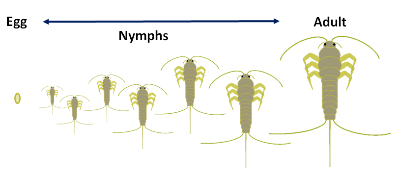 silverfish life cycle.png silverfish life cycle.png