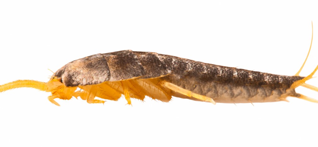 silverfish-sideview-e1394134247820.jpg silverfish-sideview-e1394134247820.jpg