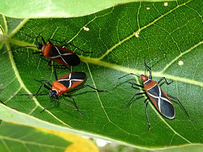 simon and sauteri.jpg