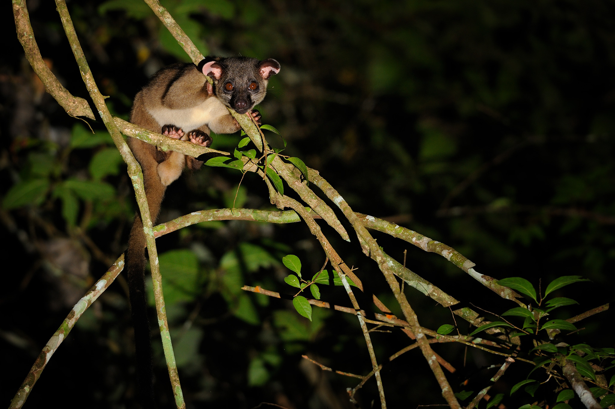 small toothed palm civet, tontantravel 2014.jpg