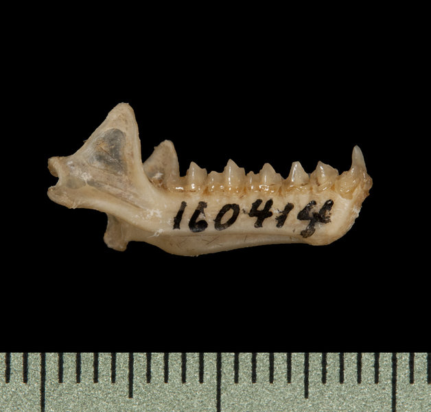 spasma lower jaw.jpg