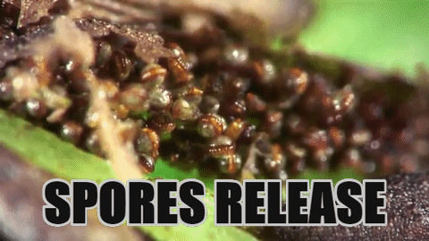 spores release.gif