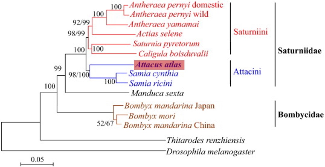 spp tree .jpg spp tree .jpg