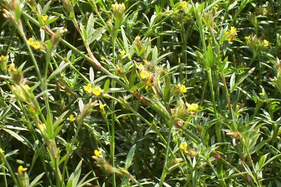 stylo (tropical seeds).jpg stylo (tropical seeds).jpg
