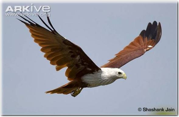 taxo_intro pic 3.jpg