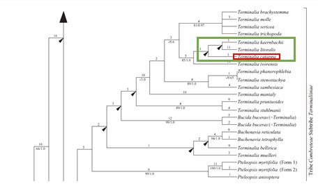 tc phylo tree zoom.jpg