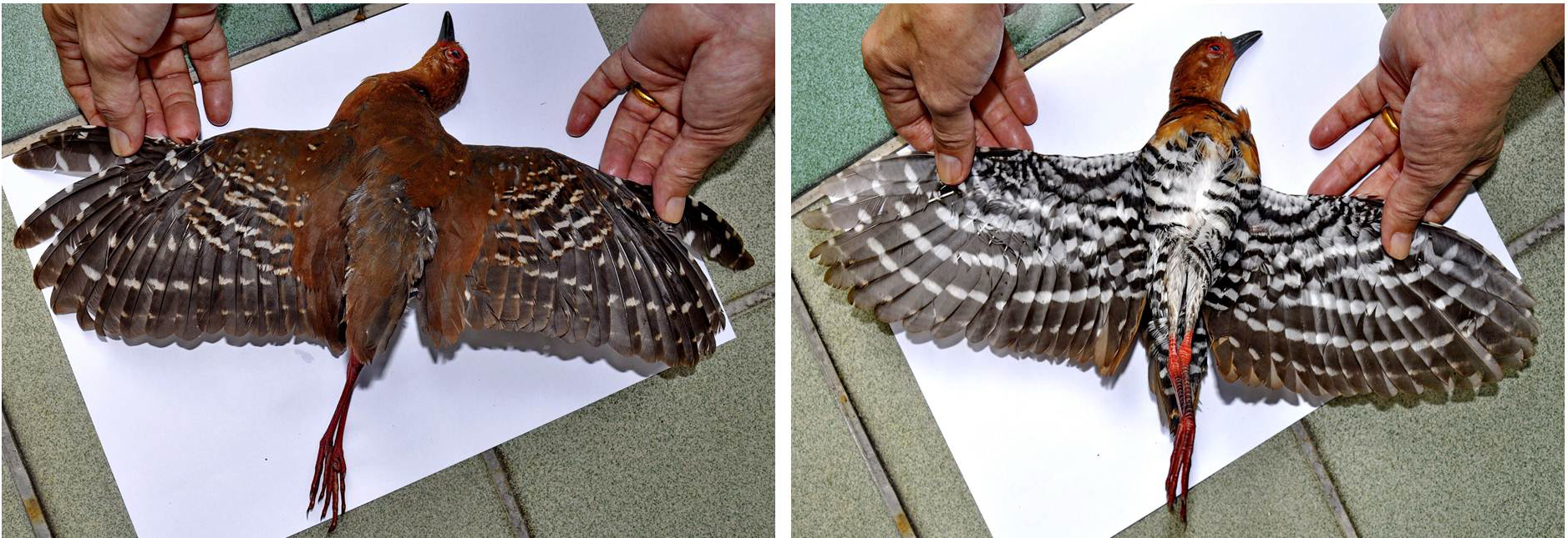 upper and lower parts.png