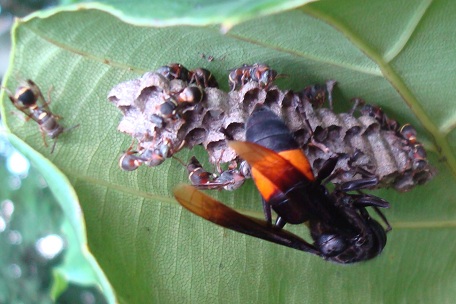 vespatropica_florea.jpg