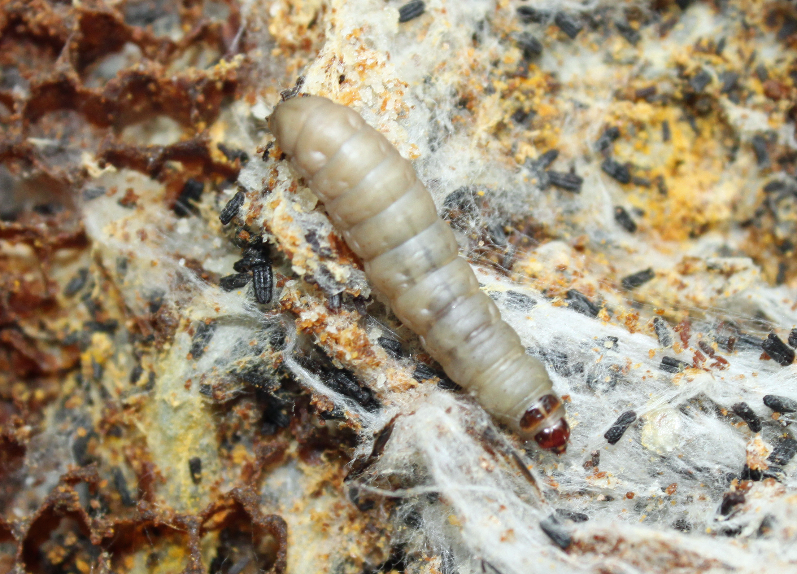 waxmothlarvae_florea.jpg