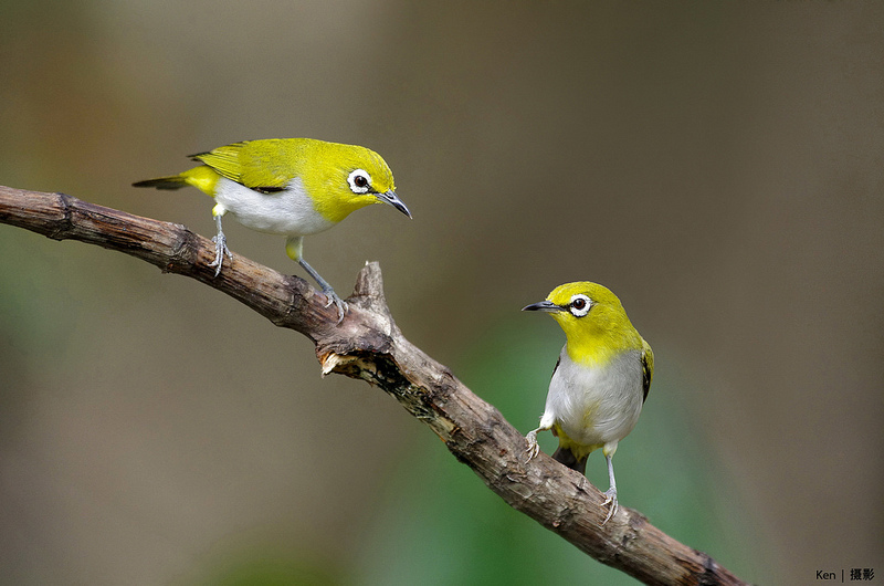white-eye.jpg white-eye.jpg
