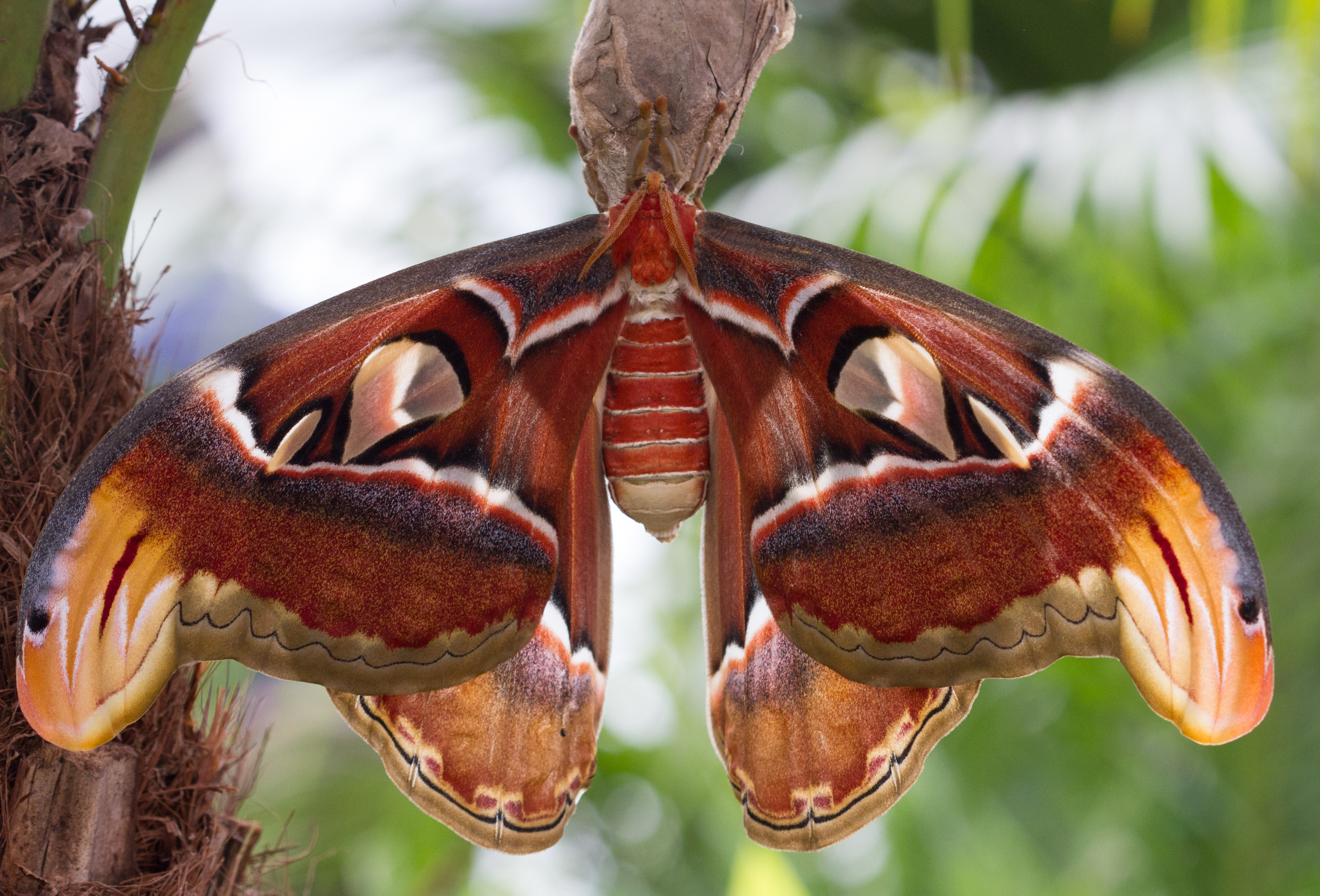 wing translucent.jpg wing translucent.jpg