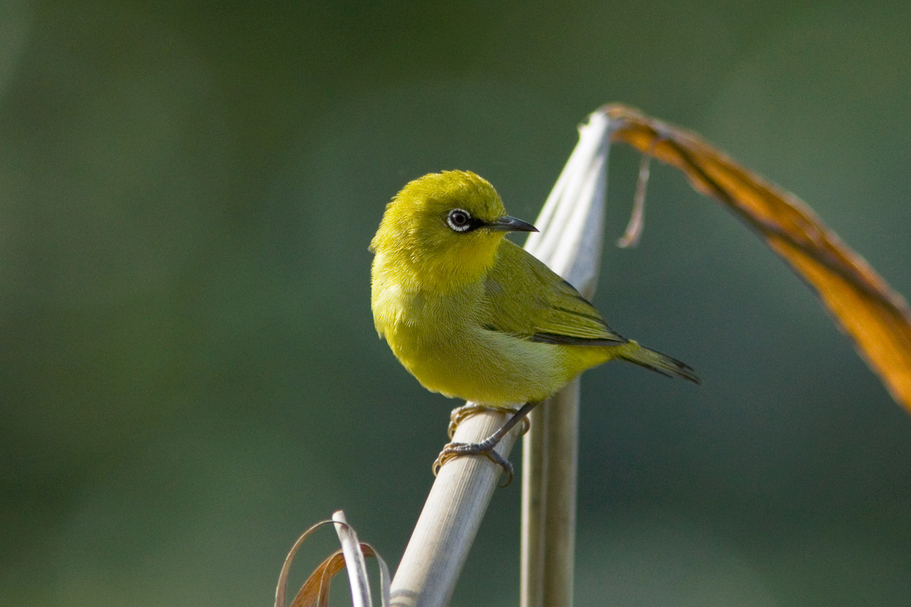 yellow morph.jpg yellow morph.jpg