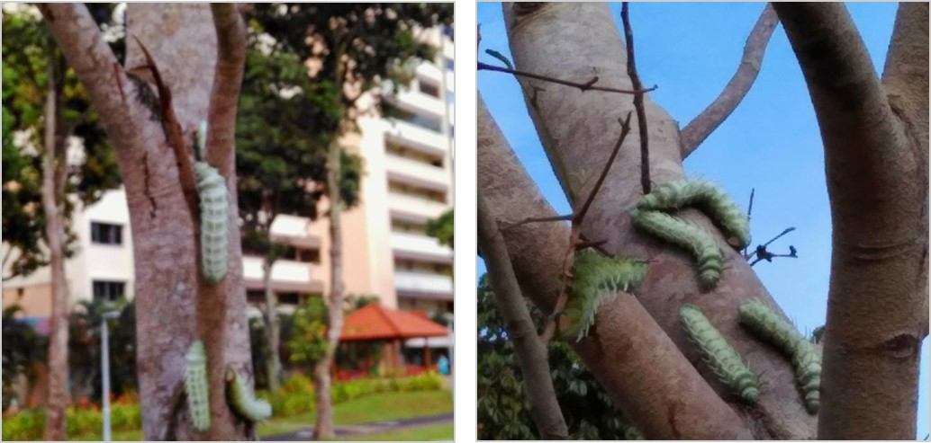 yishun terror.jpg yishun terror.jpg